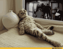 lazy cat gif